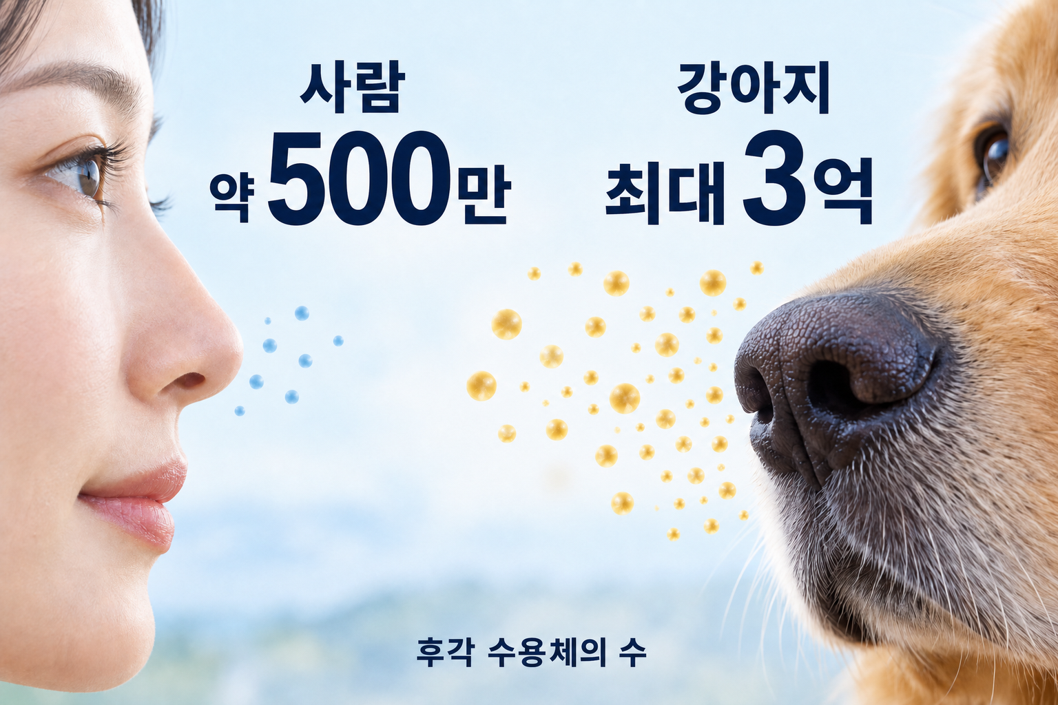 강아지 코의 후각 수용체와, 배변 장소의 냄새를 단서로 삼는 모습. 수용체 수는 견종에 따라 달라요.