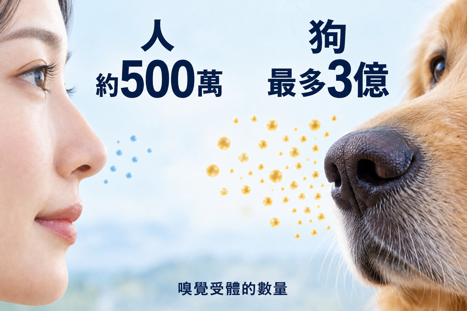 狗狗鼻子的嗅覺受體,以及牠們以排泄地點的氣味作為線索的樣子。受體數量因犬種而異。