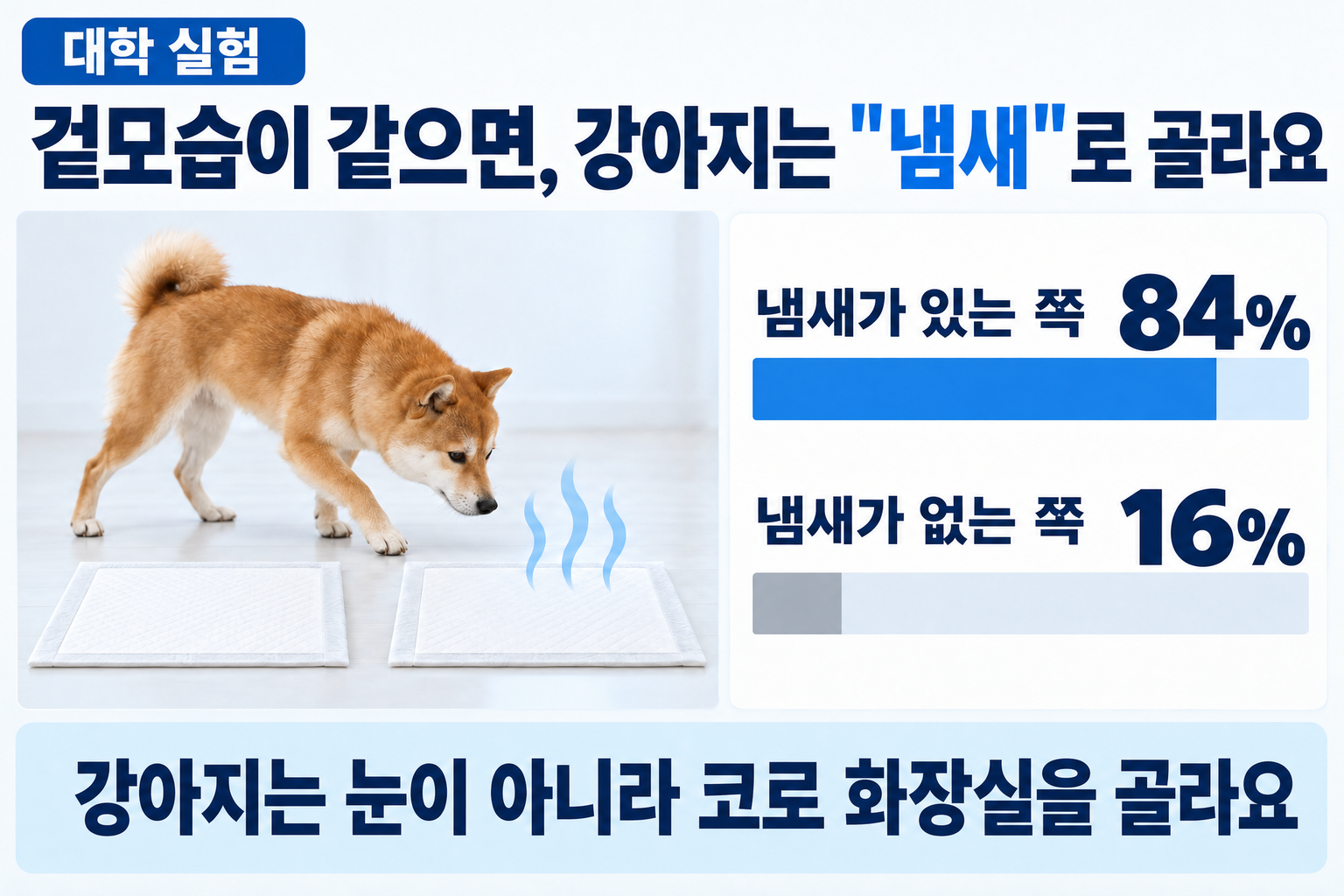대학의 실험. 겉모습이 같다면 강아지는 냄새로 고른다. 냄새가 있는 쪽 84%, 냄새가 없는 쪽 16%.