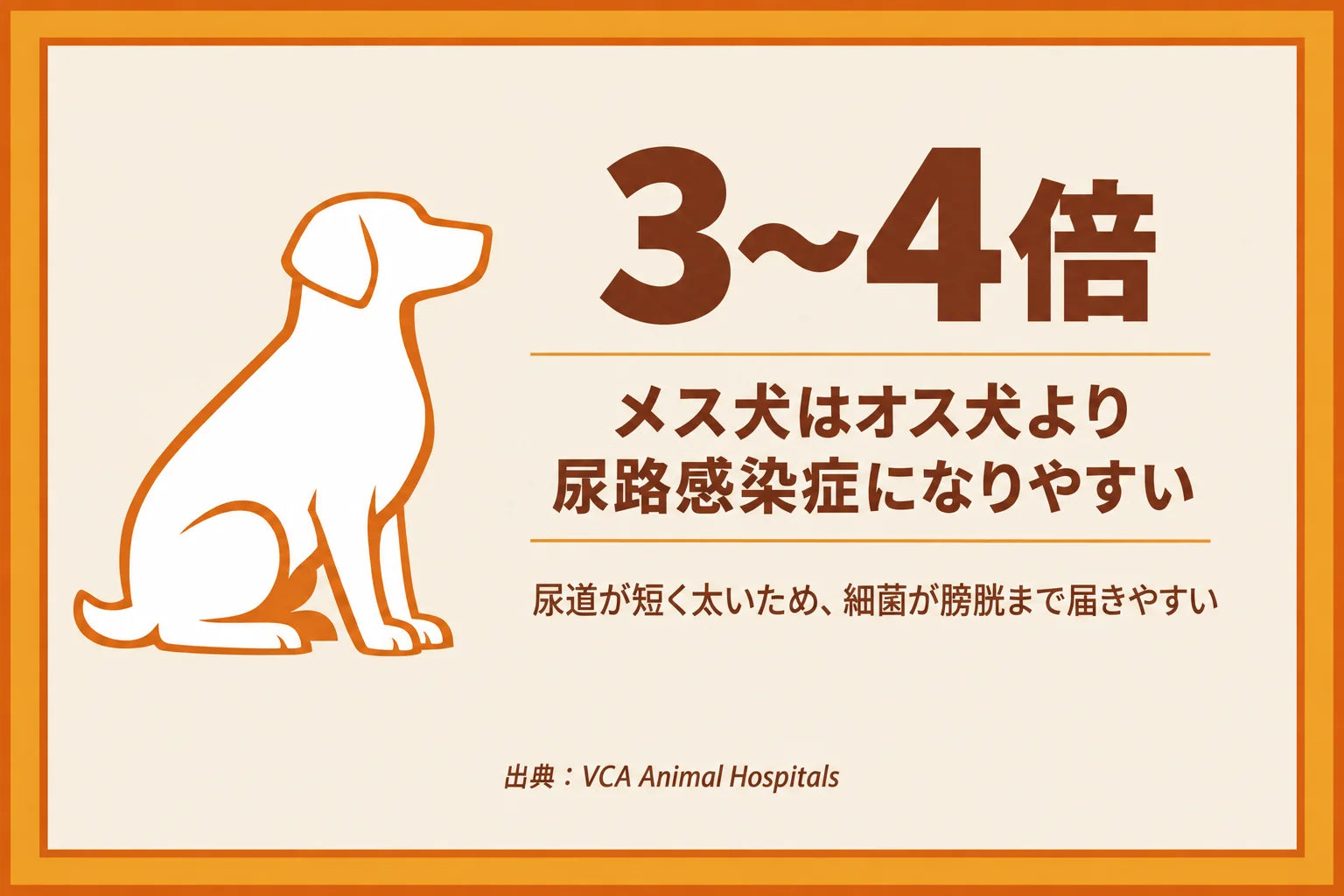 メス犬はオス犬より尿路感染症になりやすいという図。出典はVCA Animal Hospitals