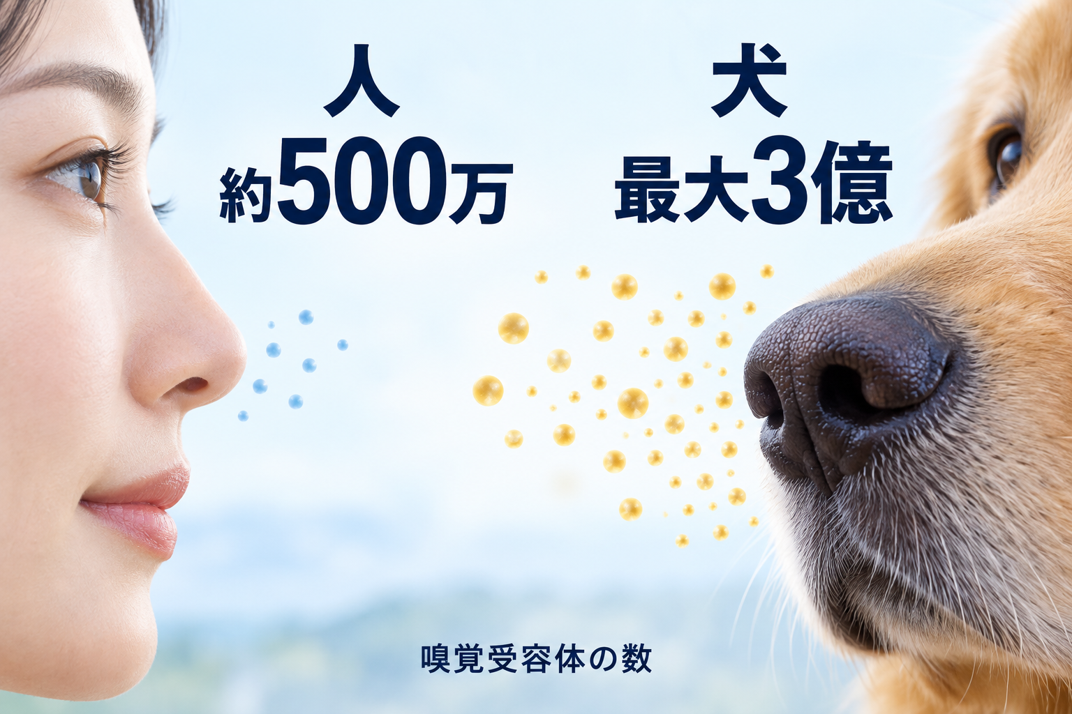 犬の鼻の嗅覚受容体と、排せつ場所のにおいを手がかりにする様子。受容体の数には犬種差があります。