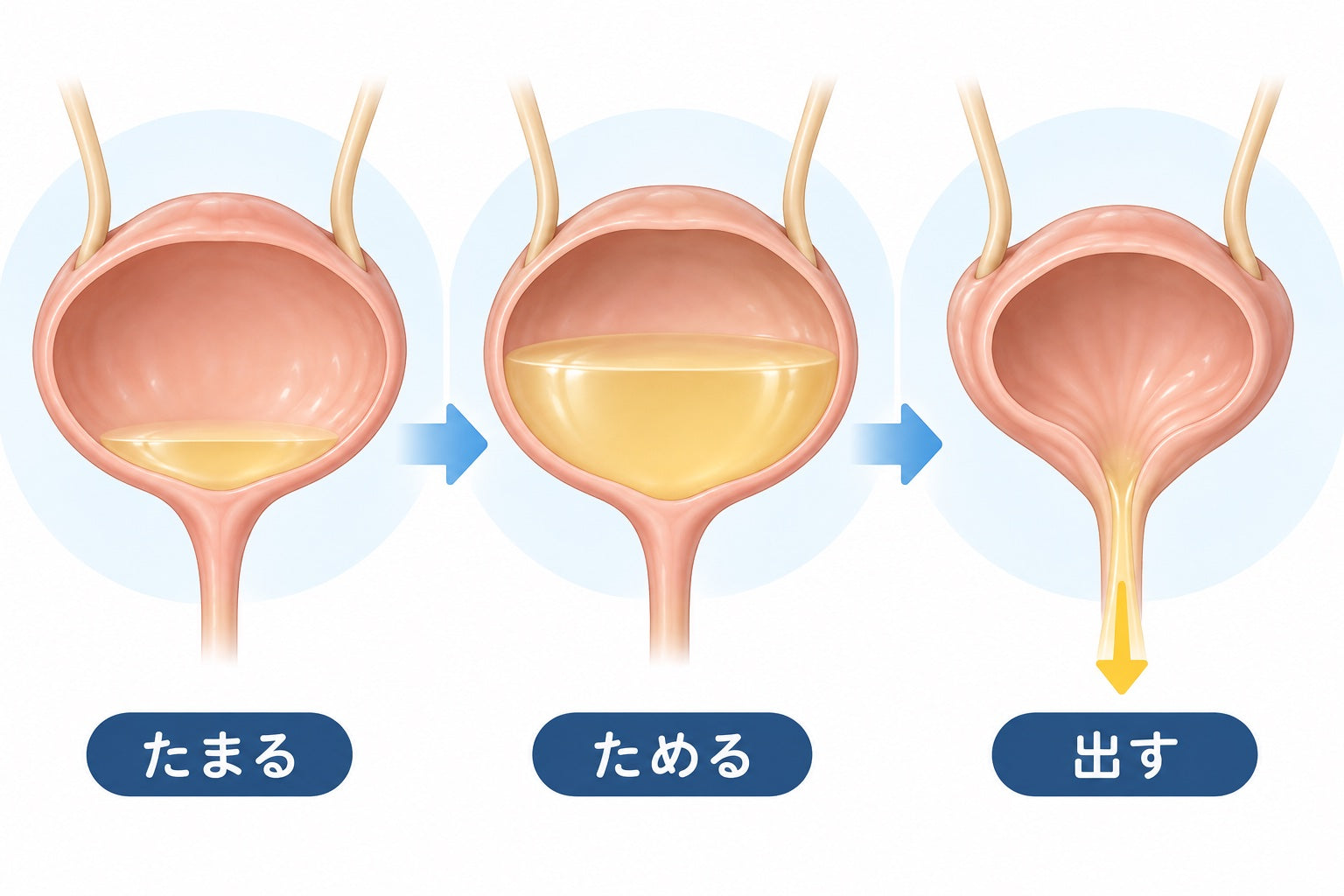 膀胱に尿がたまり、尿道を通って外に出るまでの三段階