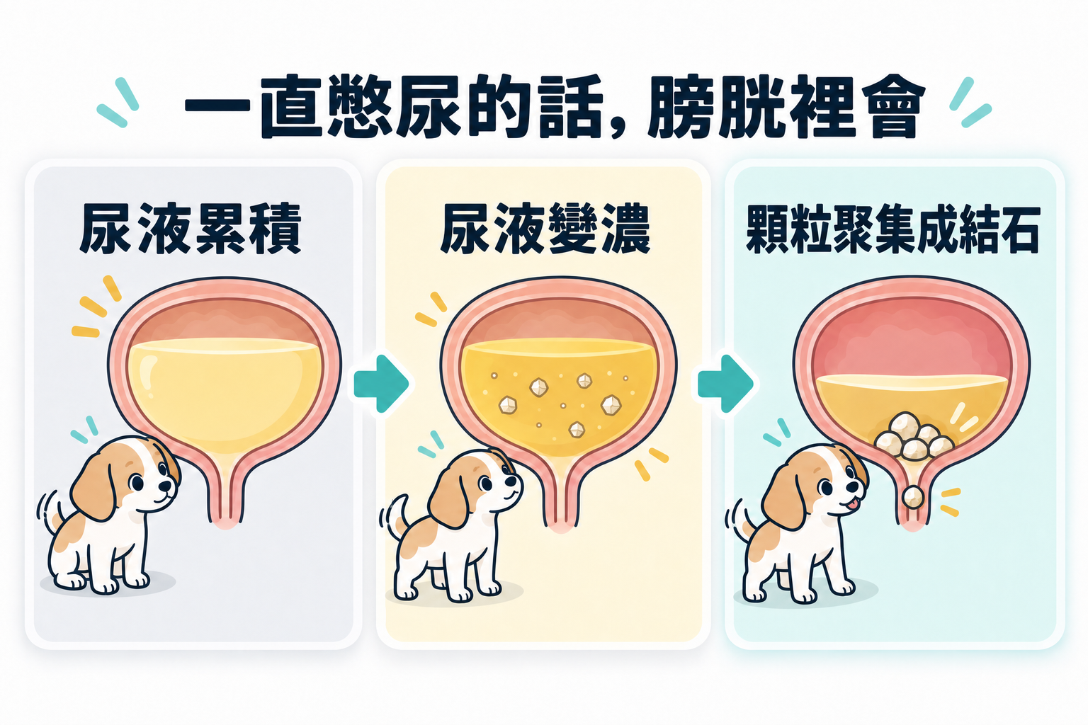 持續忍尿時，膀胱裡尿液積存、變濃，顆粒聚集後變成石頭。