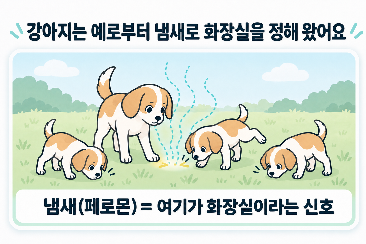 강아지는 옛날부터 냄새로 화장실을 정해 왔다. 어미 개의 소변 냄새를 맡고 새끼 강아지도 같은 자리에서 소변을 본다.