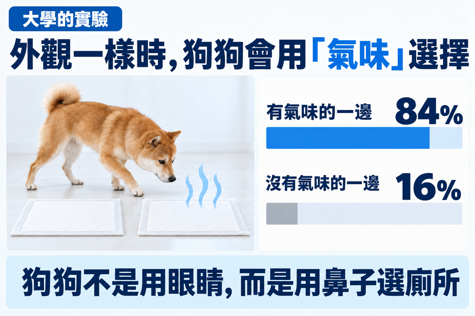 大學的實驗。外觀相同時，狗狗會靠氣味選擇。有氣味的一方84%，沒有氣味的一方16%。